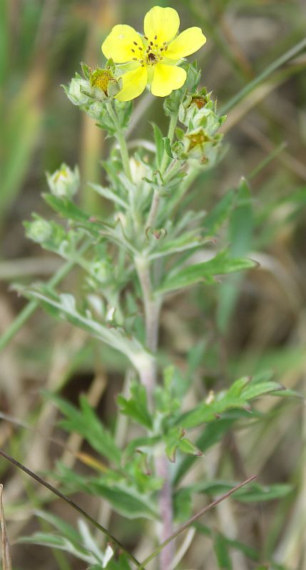 Image of Potentilla argentea specimen.