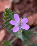 Erodium acaule. Цветок. Israel, Mount Carmel. 15.12.2006.