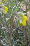 Onosma taurica. Цветущее растение. Крым, Севастополь, степь на п-ве Маячный. 4 мая 2009 г.