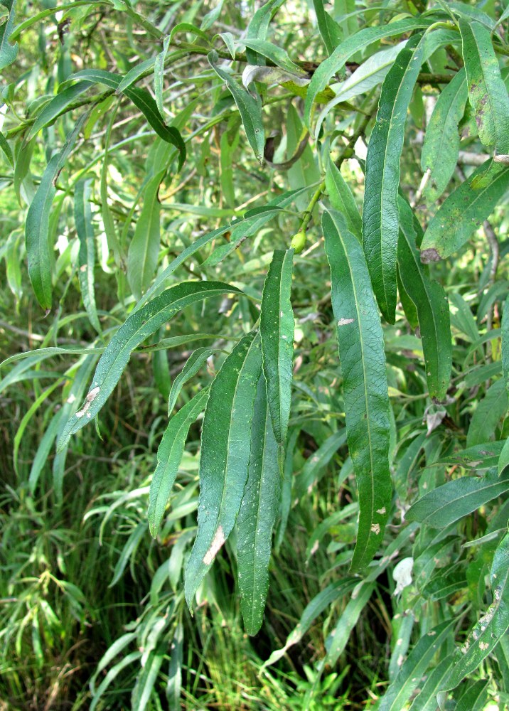 Image of Salix &times; stipularis specimen.