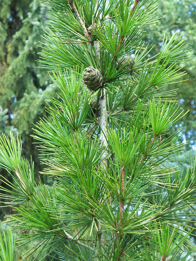 Image of Sciadopitys verticillata specimen.