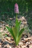 Orchis subspecies caucasica