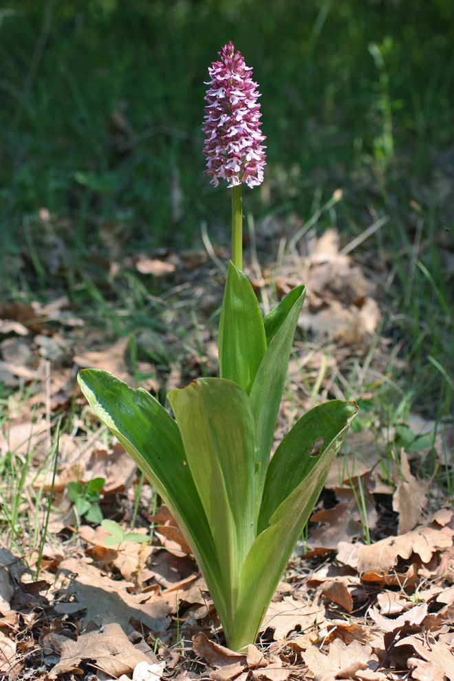 Image of Orchis purpurea ssp. caucasica specimen.