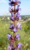 Salvia tesquicola. Часть соцветия. Ростовская обл., Персиановская степь, окр. станицы Красюковская, верхняя часть склона правого коренного берега р. Грушевка. 28.05.2012.