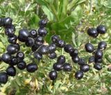 Nitraria sibirica. Плоды. Кыргызстан, южный берег озера Иссык-Куль, берег Мёртвого озера. 09.08.2011.