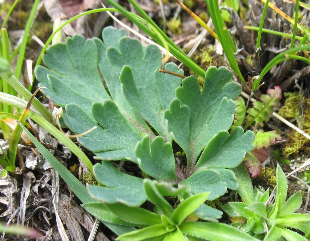 Image of Callianthemum farreri specimen.
