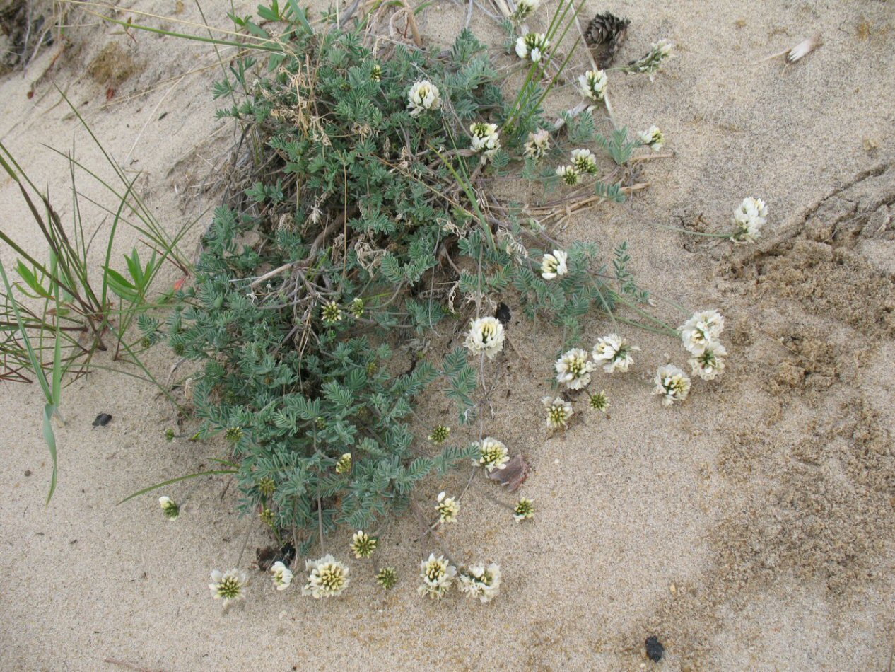 Изображение особи Astragalus olchonensis.