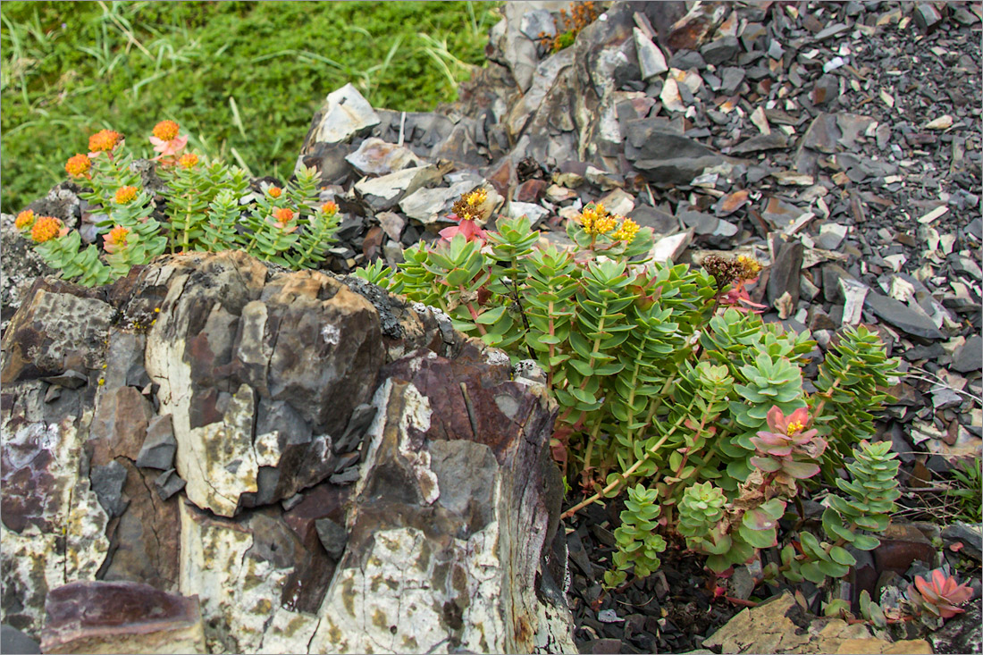 Изображение особи Rhodiola rosea.