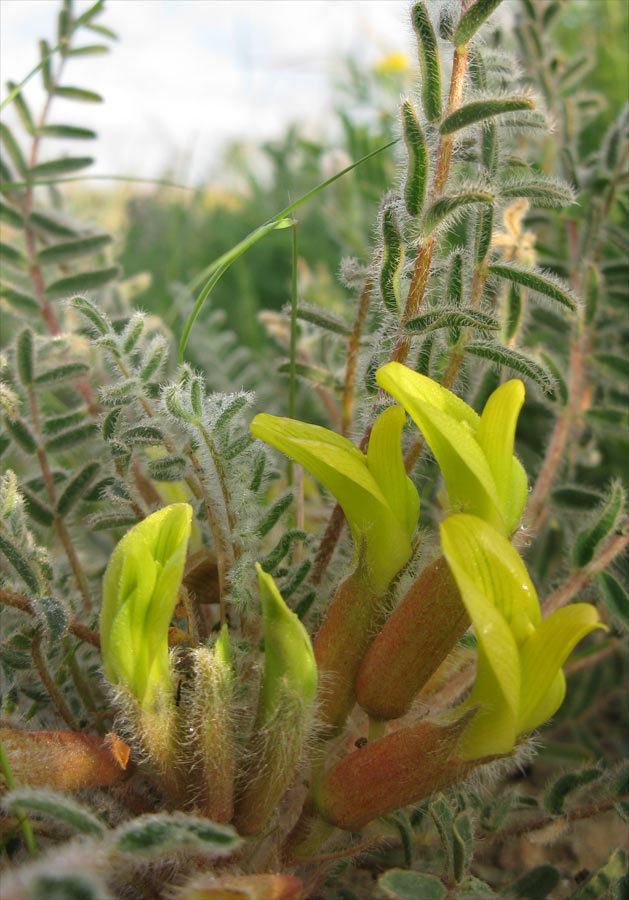 Image of Astragalus caprinus specimen.