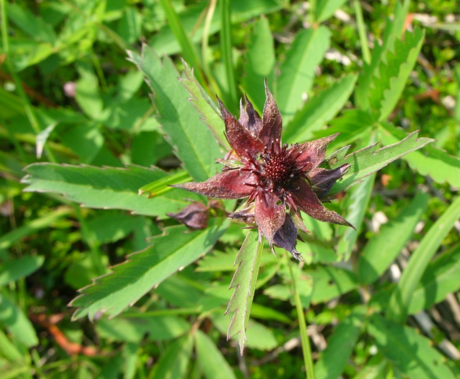 Image of Comarum palustre specimen.