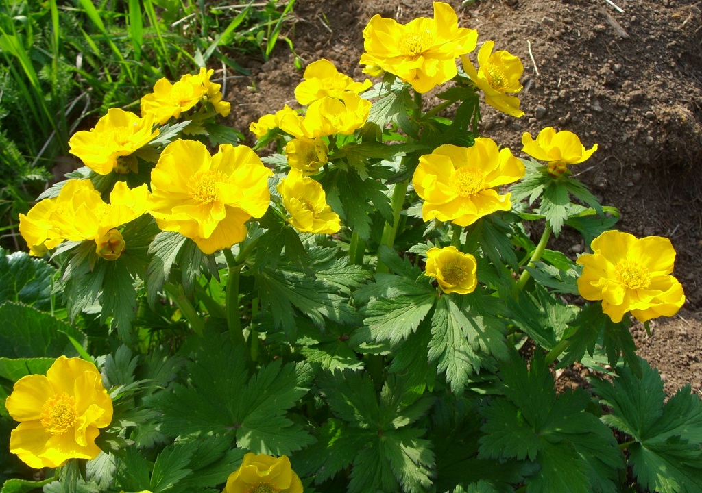 Image of Trollius riederianus specimen.