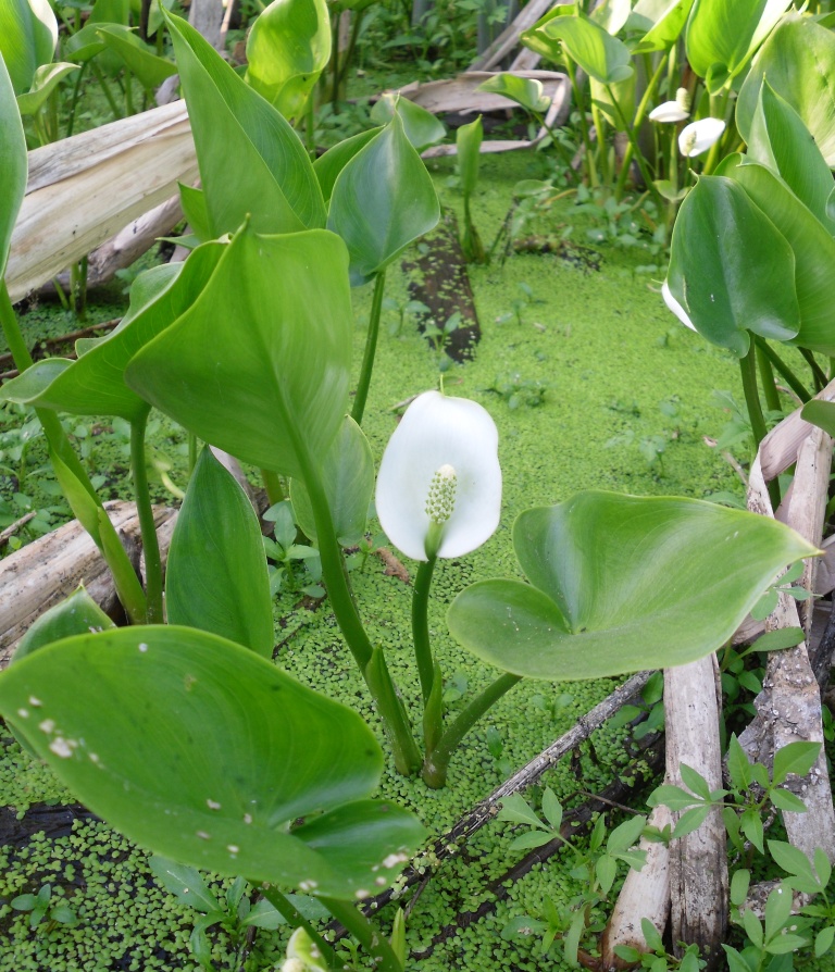 Image of Calla palustris specimen.