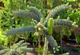 Abies form glauca