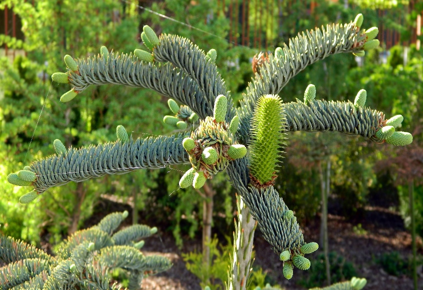 Изображение особи Abies procera f. glauca.