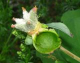 Paeonia daurica. Незрелый плод. Крым, Ялтинский горно-лесной природный заповедник, Ай-Петри. 23.05.2013.