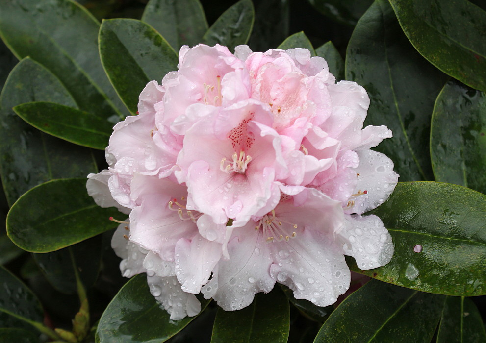 Изображение особи Rhododendron yakushimanum.