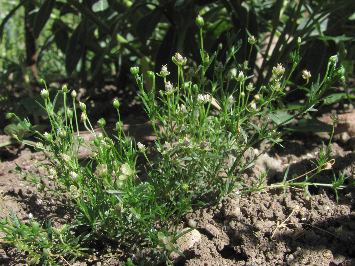 Image of Sagina procumbens specimen.