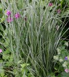 Calamagrostis &times; acutiflora