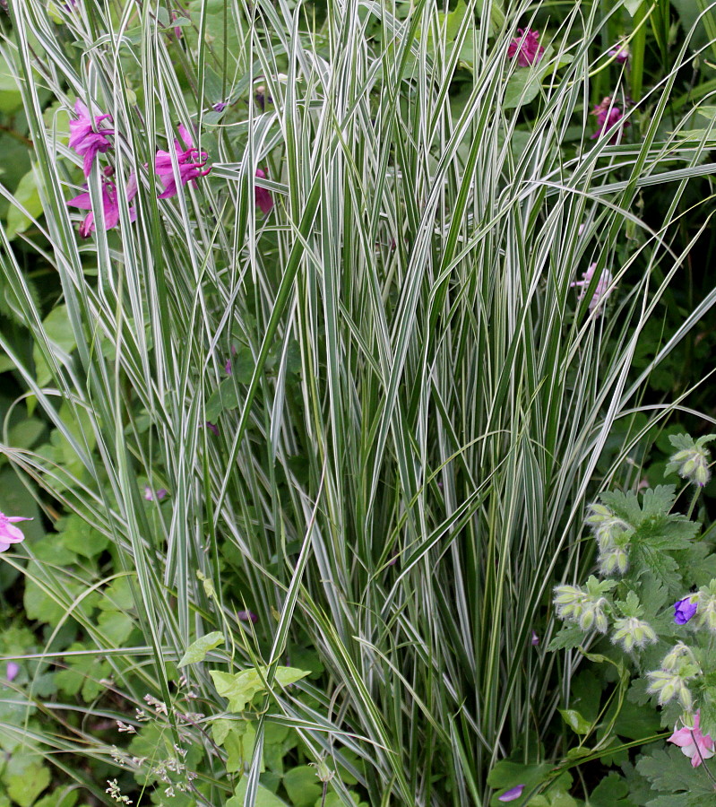 Изображение особи Calamagrostis &times; acutiflora.