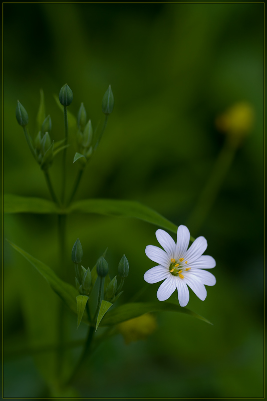 Изображение особи Stellaria holostea.