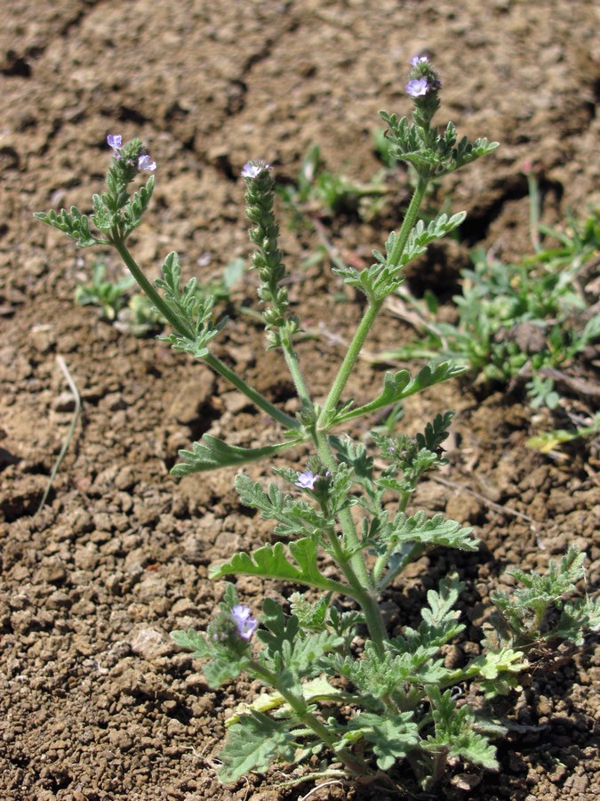 Image of Verbena supina specimen.