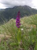 Orchis mascula. Цветущее растение. Карачаево-Черкесия, Теберда, гора Лысая. 29.05.2013.