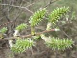 Salix cinerea. Верхушка отцветающего побега. Новосибирская обл., Карасукский р-н, с. Благодатное, опушка колка. 09.05.2013.