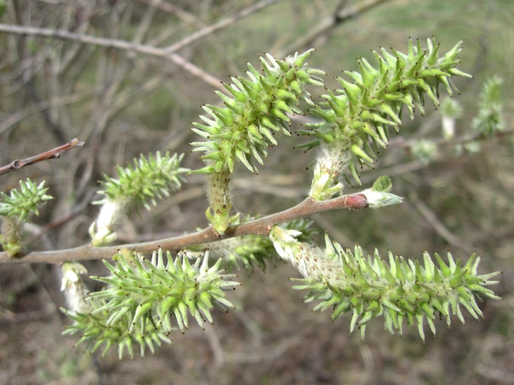 Изображение особи Salix cinerea.