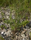 Crepis sonchifolia