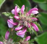 Pedicularis albolabiata