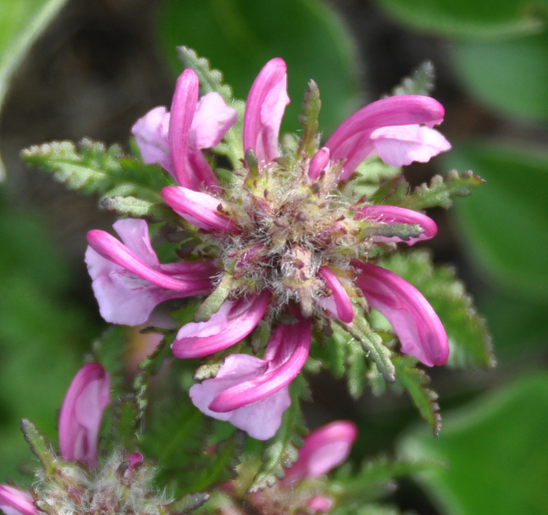 Изображение особи Pedicularis albolabiata.