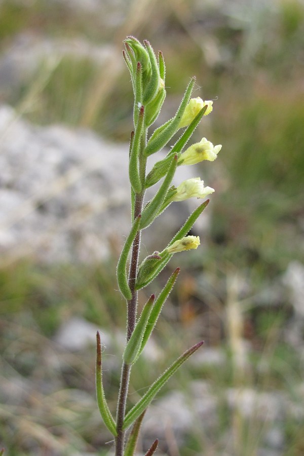 Image of Macrosyringion glutinosum specimen.