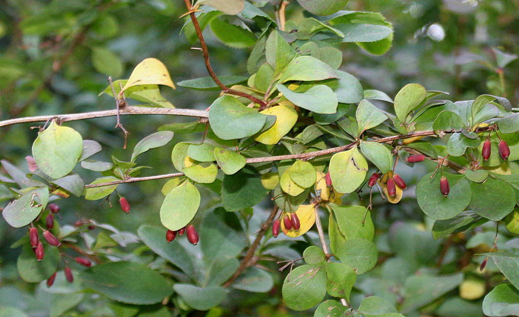 Image of Berberis polyantha specimen.