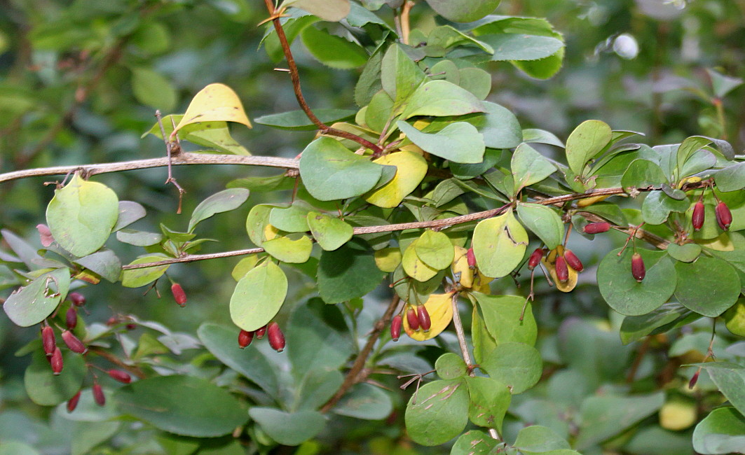 Изображение особи Berberis polyantha.