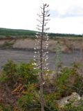 Lepidium campestre. Верхушка высохшего побега с соплодием. Краснодарский край, окр. г. Крымск, глиняный карьер. 31.08.2013.