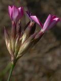 Dianthus borbasii. Соцветие. Киев, поляна в Святошинском лесу. 18 июня 2009 г.