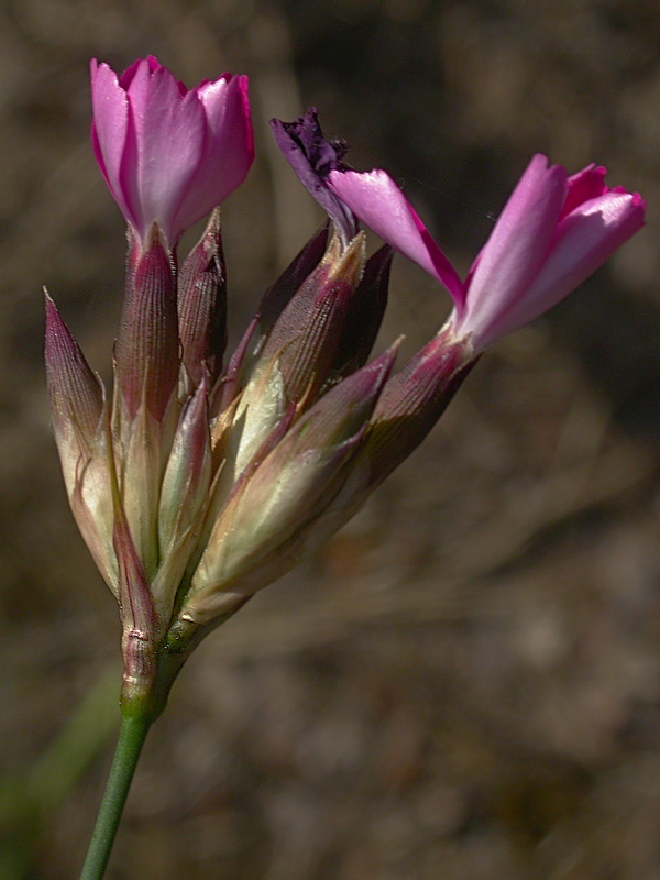 Image of Dianthus borbasii specimen.
