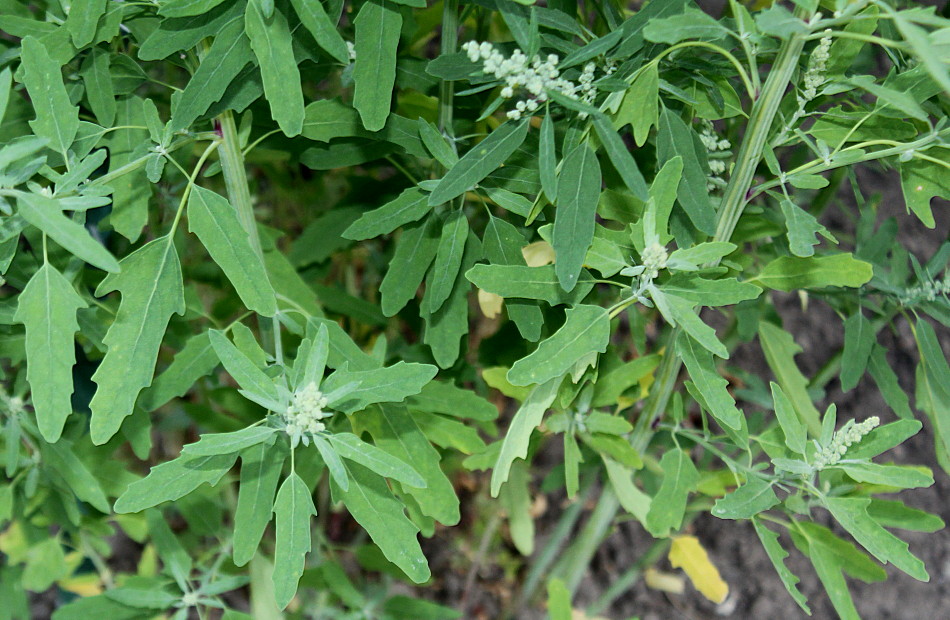 Image of Chenopodium ficifolium specimen.