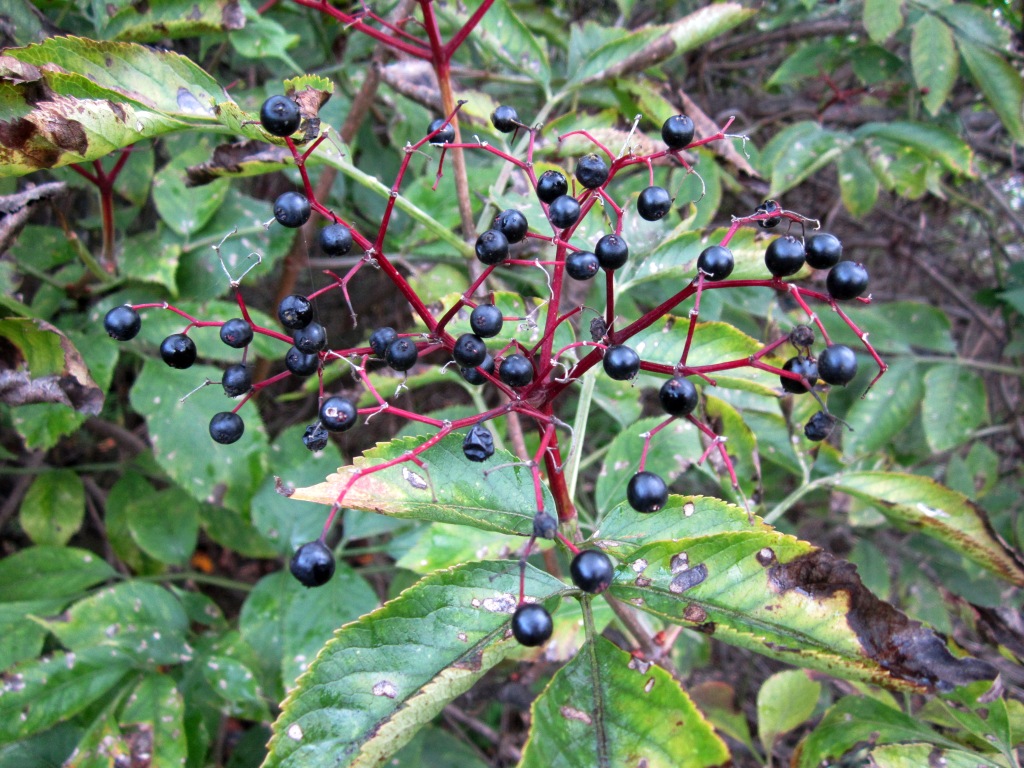 Изображение особи Sambucus nigra.