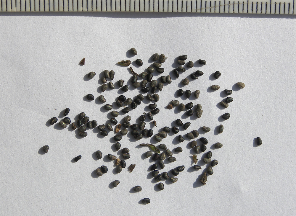 Image of Glaucium flavum specimen.