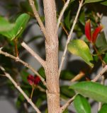 Syzygium australe