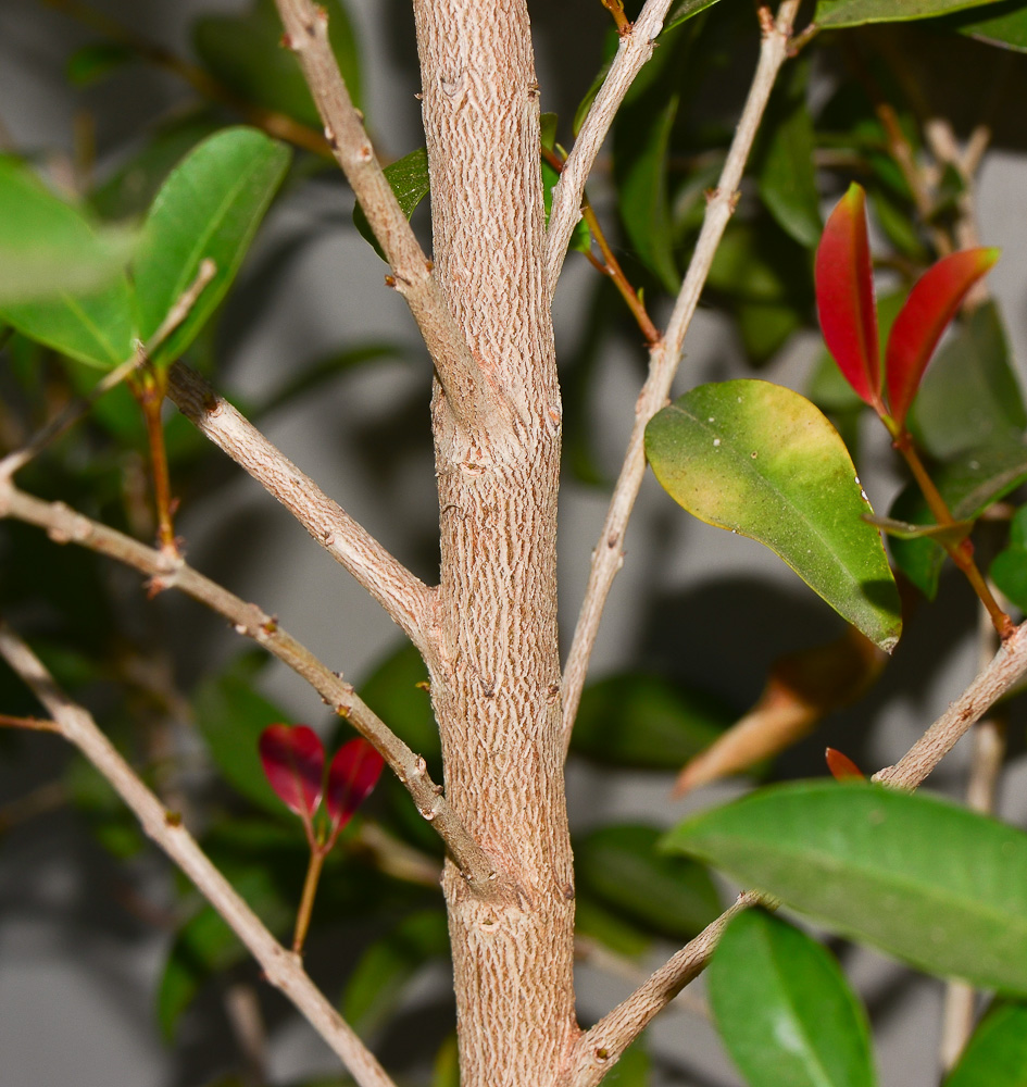 Image of Syzygium australe specimen.