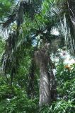 Roystonea regia. Отцветшее растение. Таиланд, Донсак, в культуре. 21.06.2013.