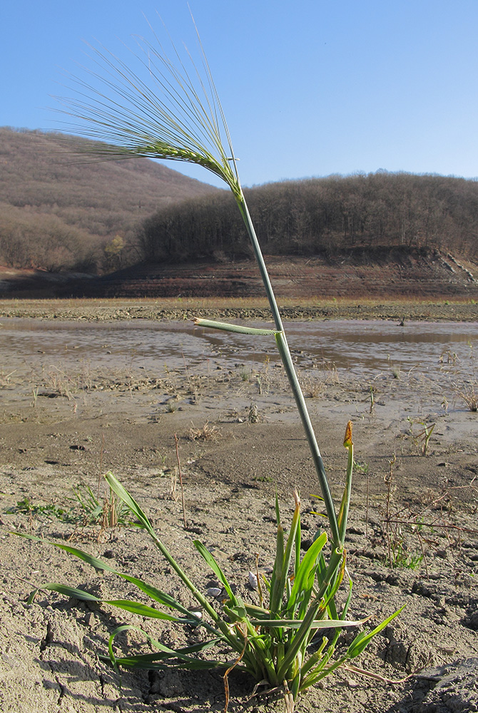 Image of Hordeum distichon specimen.