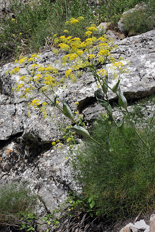 Изображение особи Ferula ugamica.