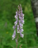 Aconitum septentrionale