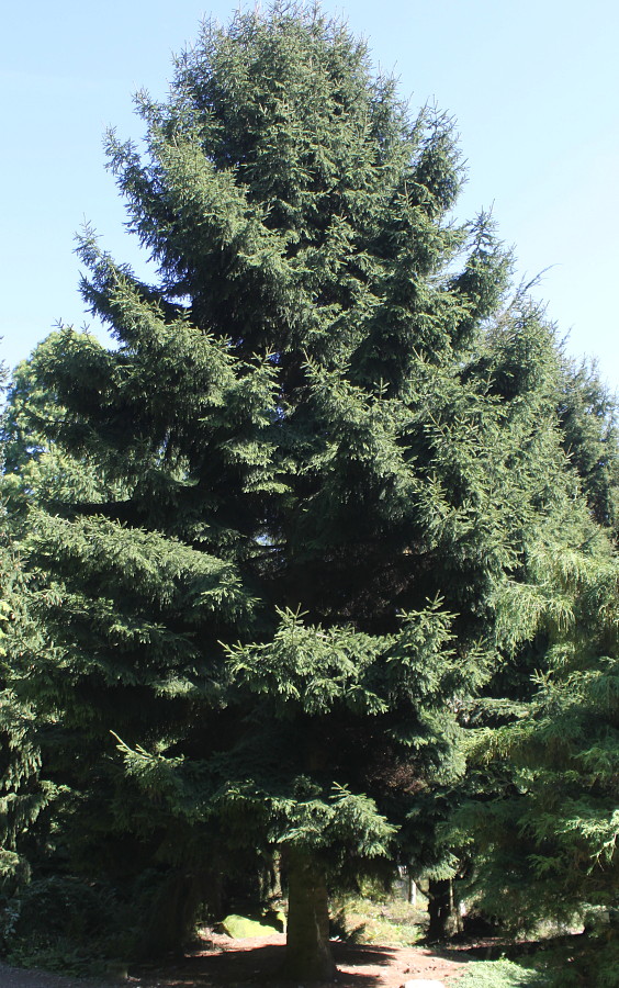 Изображение особи Picea orientalis.