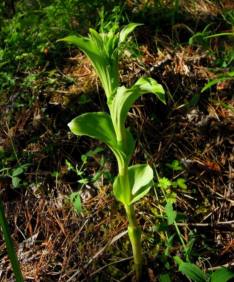 Image of Epipactis helleborine specimen.