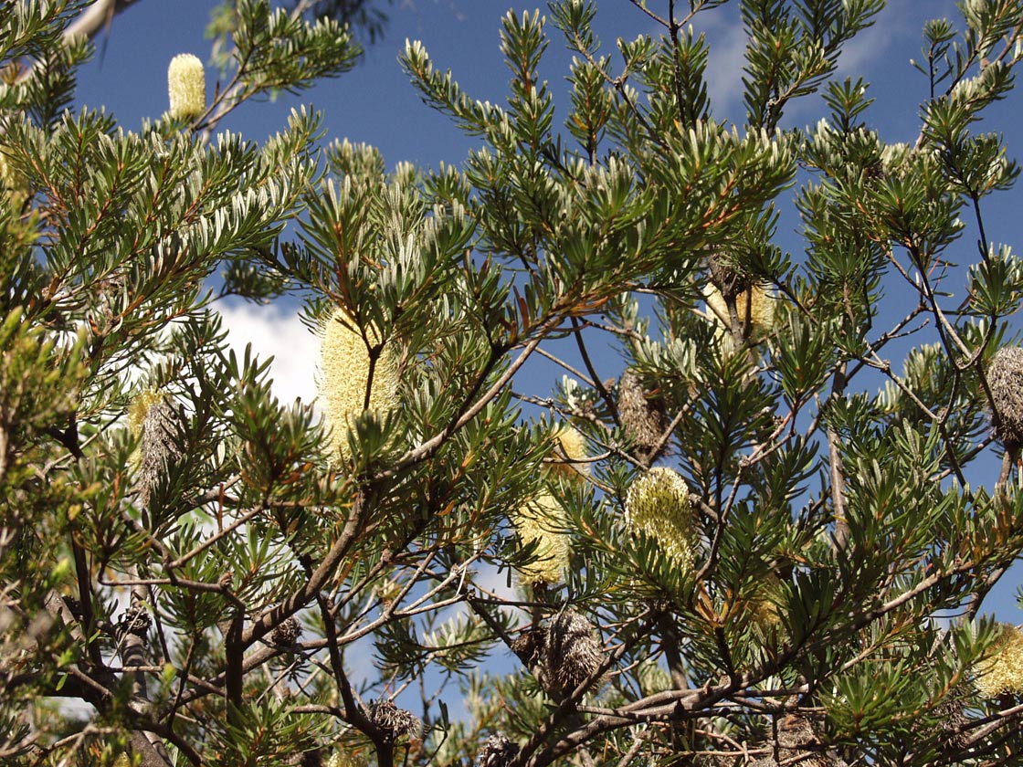 Image of Banksia marginata specimen.