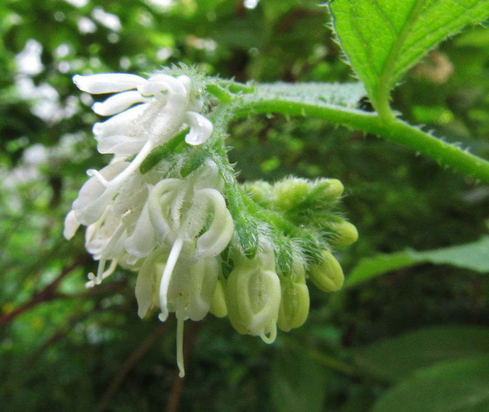 Image of genus Symphytum specimen.